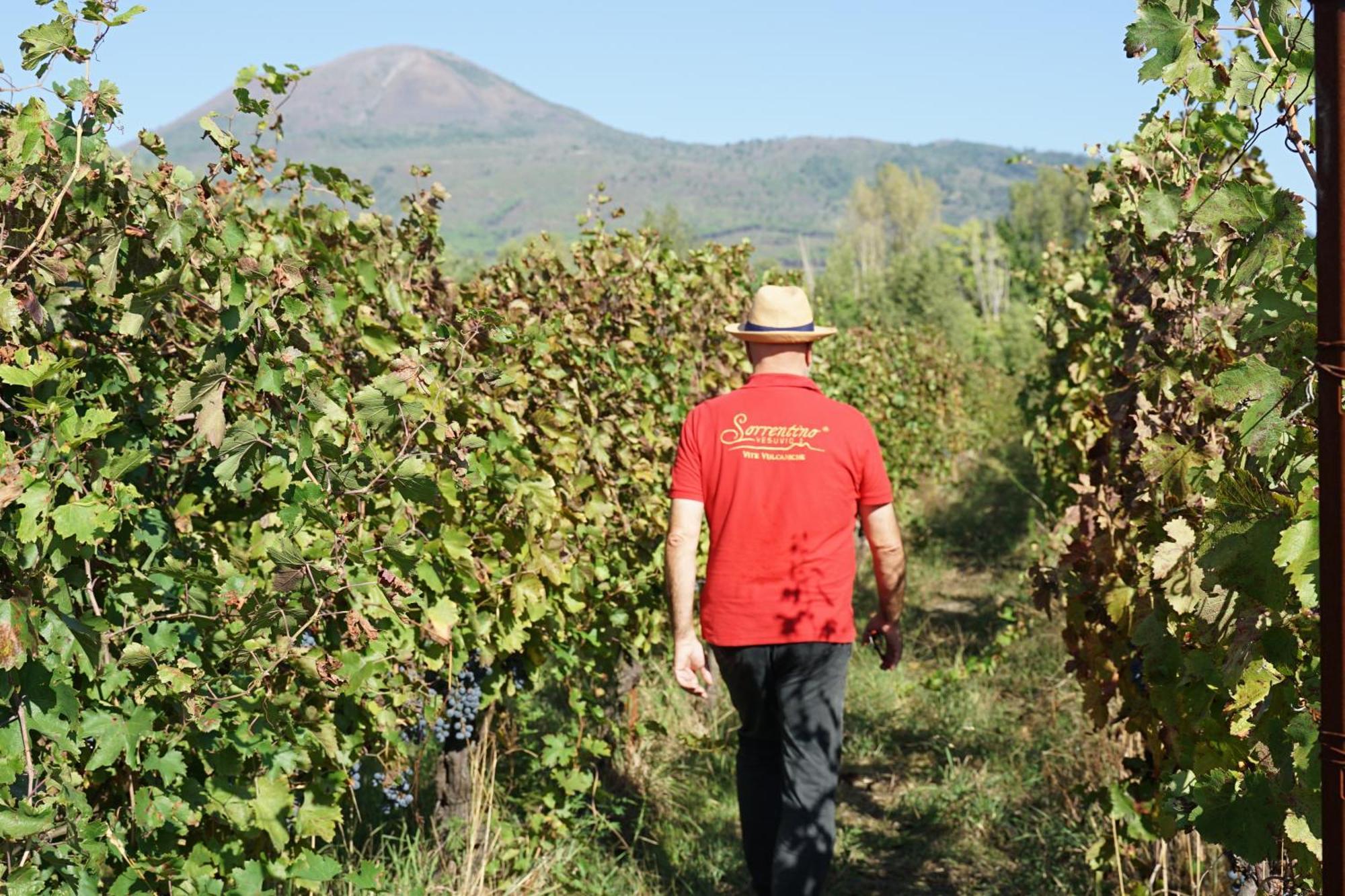 Vesuvio Inn Bed & Wine Experience Boscotrecase Εξωτερικό φωτογραφία
