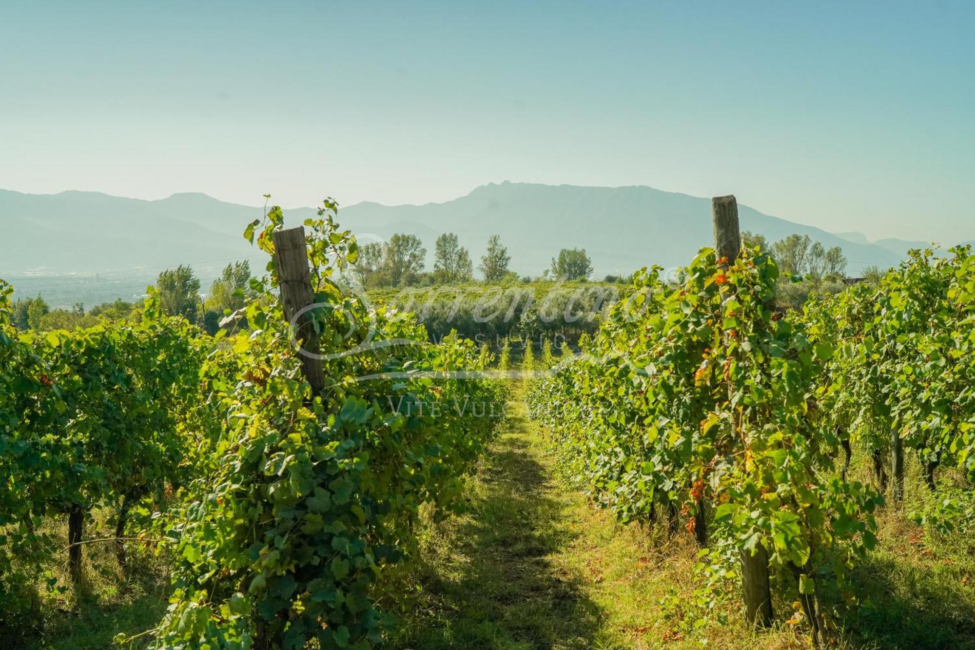 Vesuvio Inn Bed & Wine Experience Boscotrecase Εξωτερικό φωτογραφία